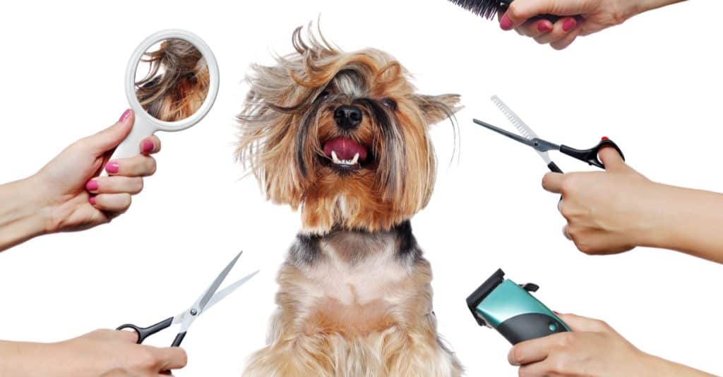 Pet grooming clearance in